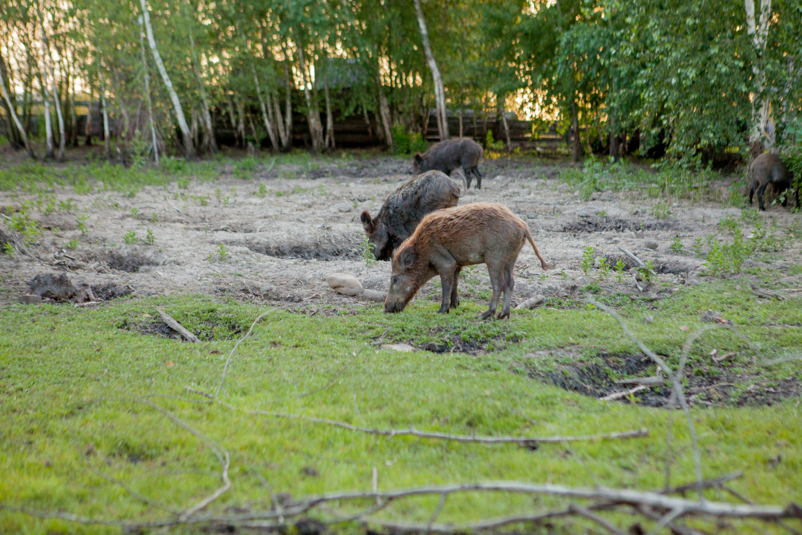 Najlepsze ogrodzenia dla zwierząt